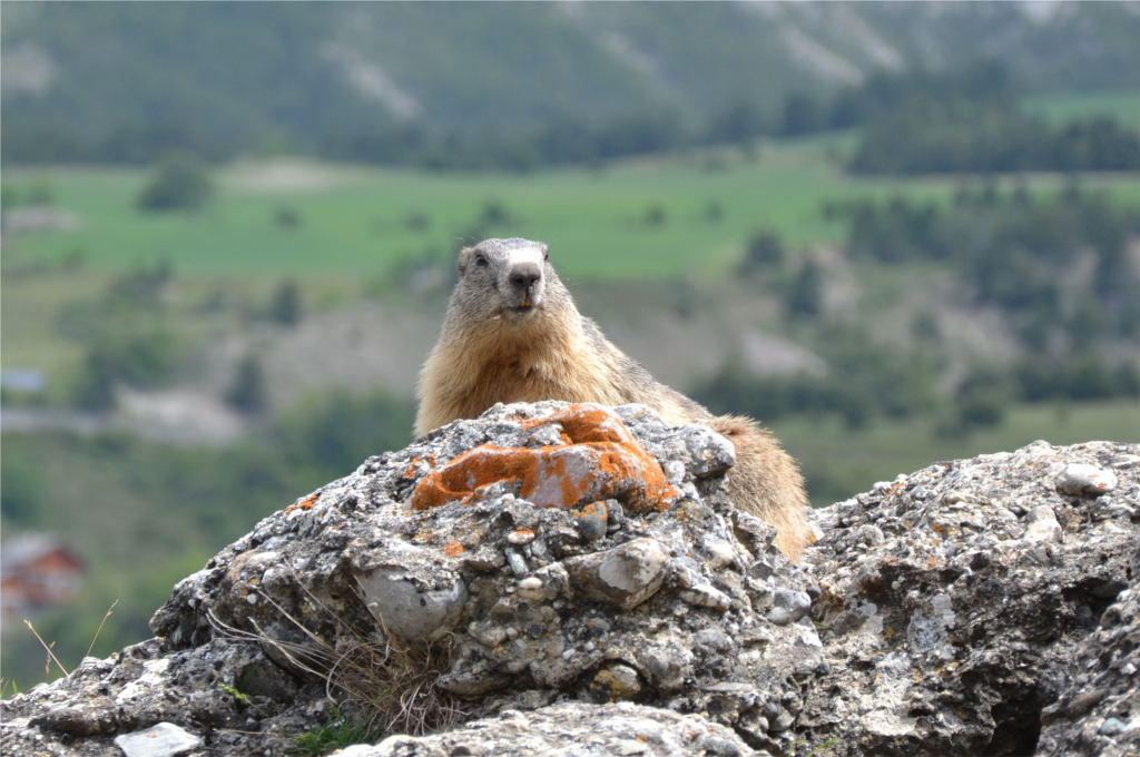 Le site des marmottes d'Eygliers Mont-Dauphin